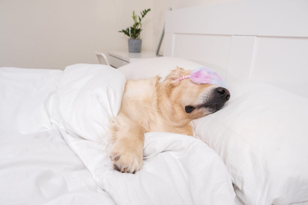 Top Tips For Better Sleep Webinar – Watch Now