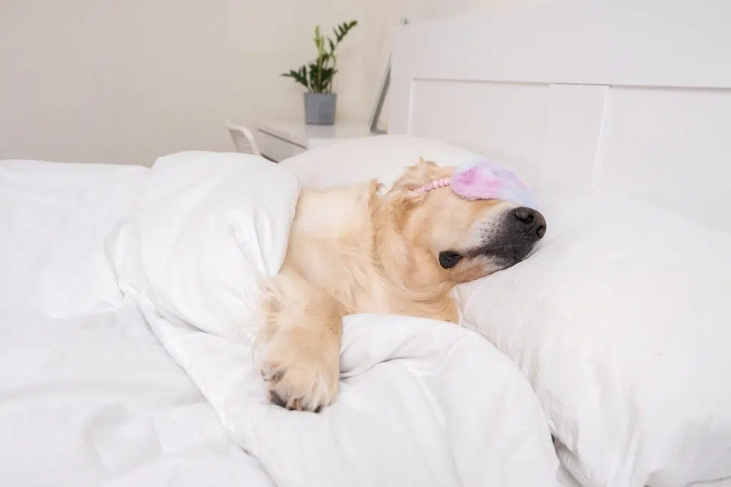 Top Tips For Better Sleep Webinar – Watch Now