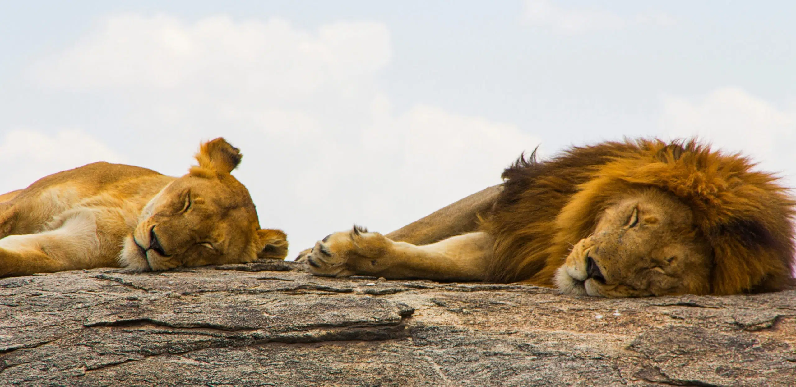 lions