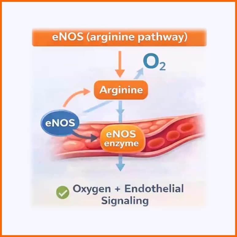 ENOS-Pathway.jpg